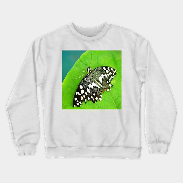 Spotted Butterfly Crewneck Sweatshirt by Scubagirlamy